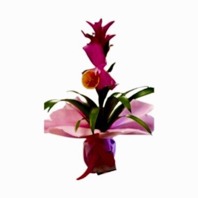 Kuzmanya Pink Saksı 